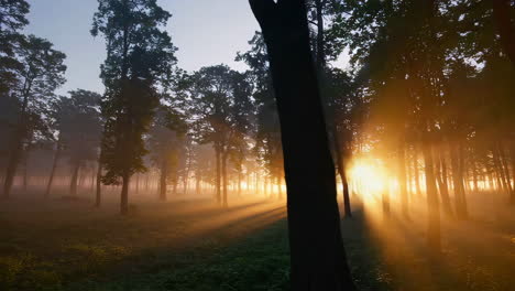 sunrise in a misty forest