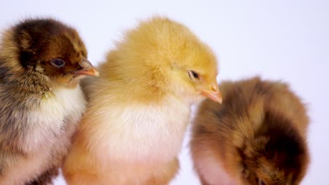 close up of three chicks uniformly looking off screen