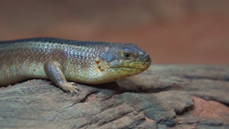 Primer-Plano-Con-Movimiento-Manual-De-Yakka-Skink,-Egernia-Rugosa-Tomando-El-Sol-En-El-Tronco,-Capturando-Los-Detalles-De-Las-Especies-De-Lagartos-De-La-Cabeza-Al-Cuerpo