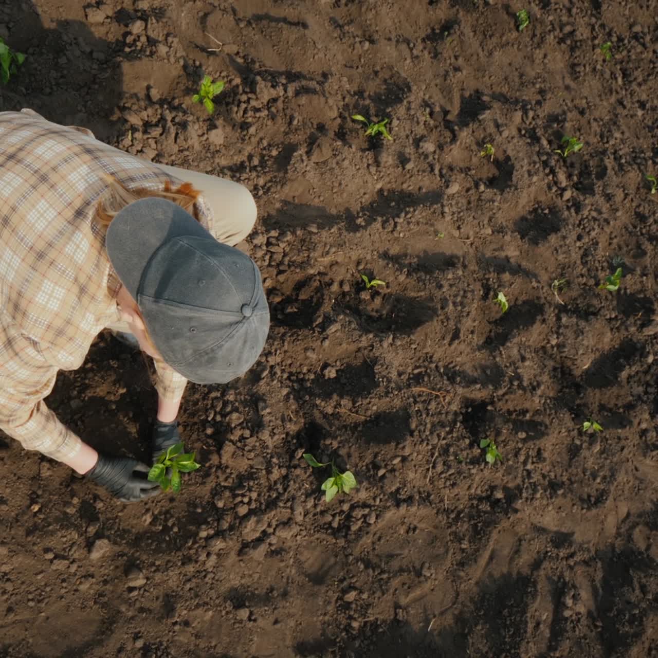 View From Above As A Farmer Plants Tomato Seedlings On The Field