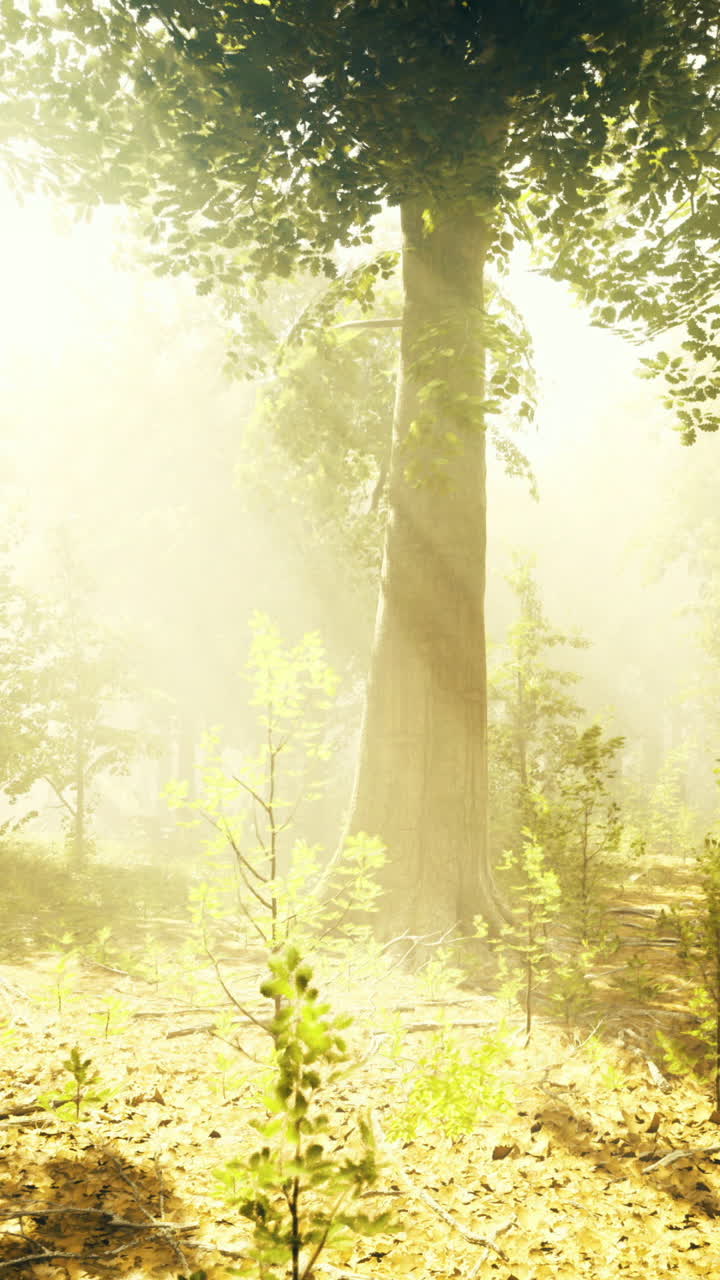 Sunlight filtering through trees in a serene forest setting
