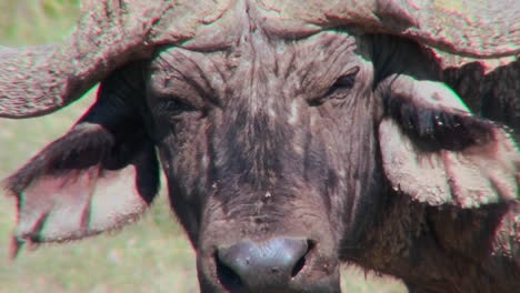 an extreme close up of a cape buffalo face looking angry