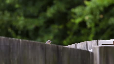 Female-and-male-Eastern-bluebirds-sitting-together-on-a-wooden-fence