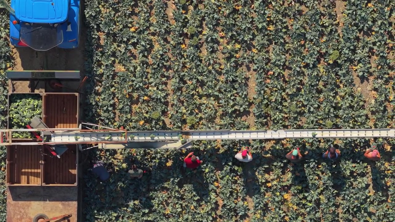 Aerial View of Farm Workers Harvesting Vegetables with Conveyor Belt