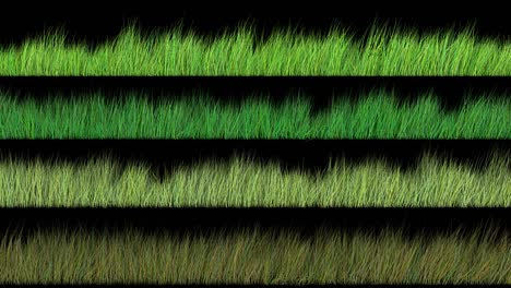 the grass sways in the wind. seamless looping (loop). transparent background and alpha channel. 4 in 1 pack