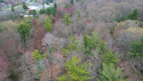 local woods with light spring colors blooming in the early morning