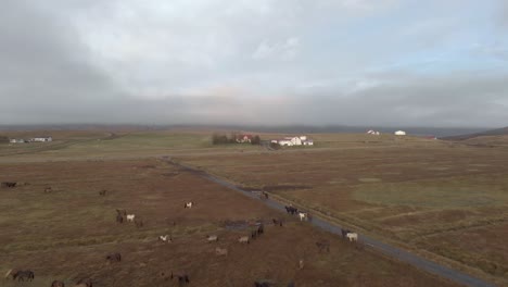 Aerial-cinematic-shot-of-Icelandic-horses-grazing-in-a-field-at-sunrise