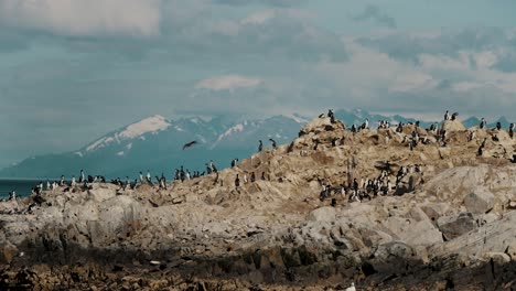 Magellan-Kormorane-Nisten-Auf-Felsigen-Inseln-Im-Beagle-Kanal-In-Der-Nähe-Von-Ushuaia-In-Feuerland,-Argentinien