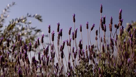 Lavender-fields-in-New-Zeaaland