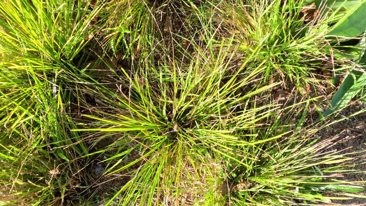 vista de cerca de la hierba verde