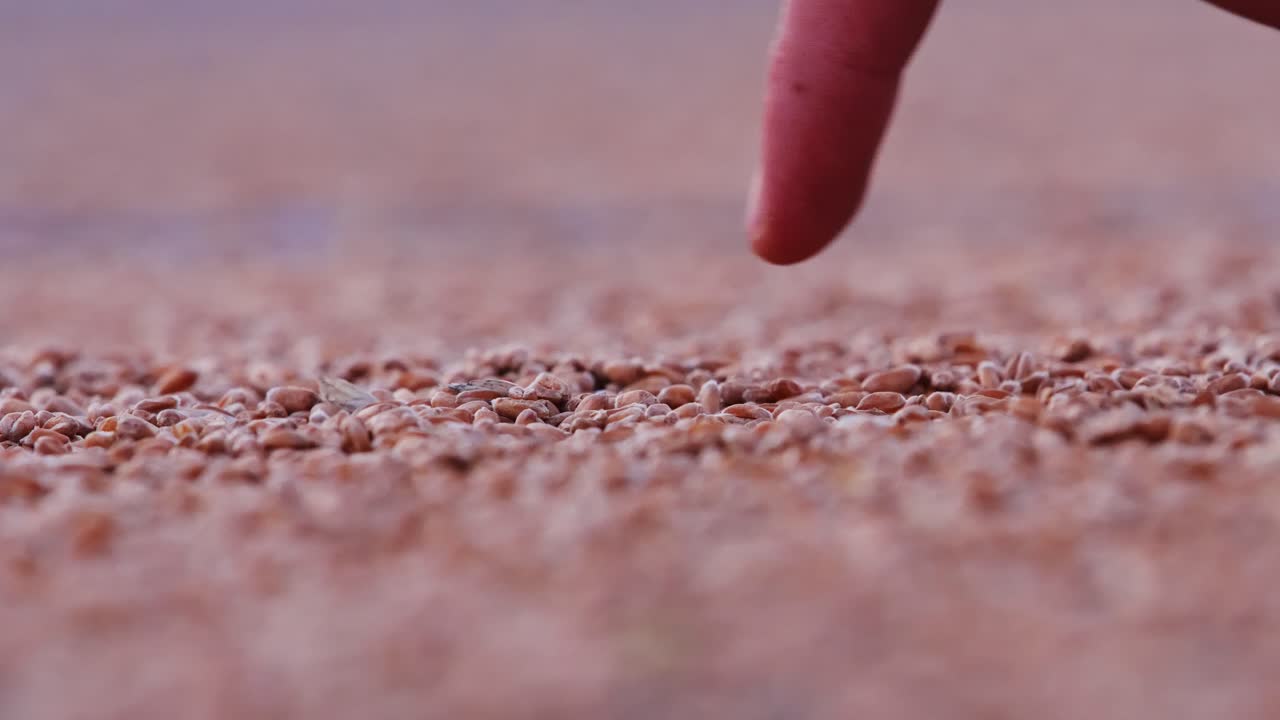 Fingertip approaches surface scattered with grains in quiet rural environment