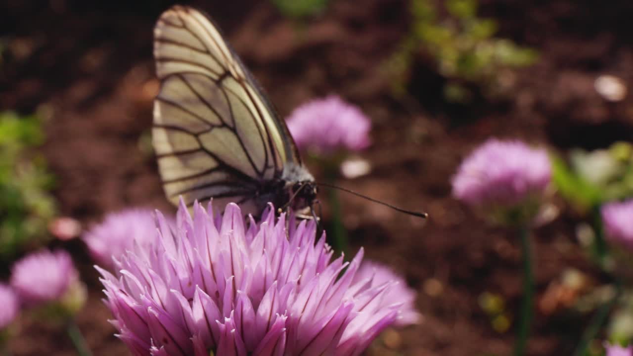 Farfalla su un fiore di erba cipollina
