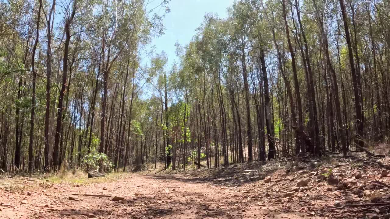 un tranquilo paseo por un tranquilo sendero del bosque