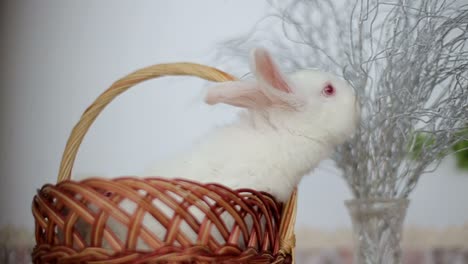 cute rabbits in the basket, easter bunny at the farm