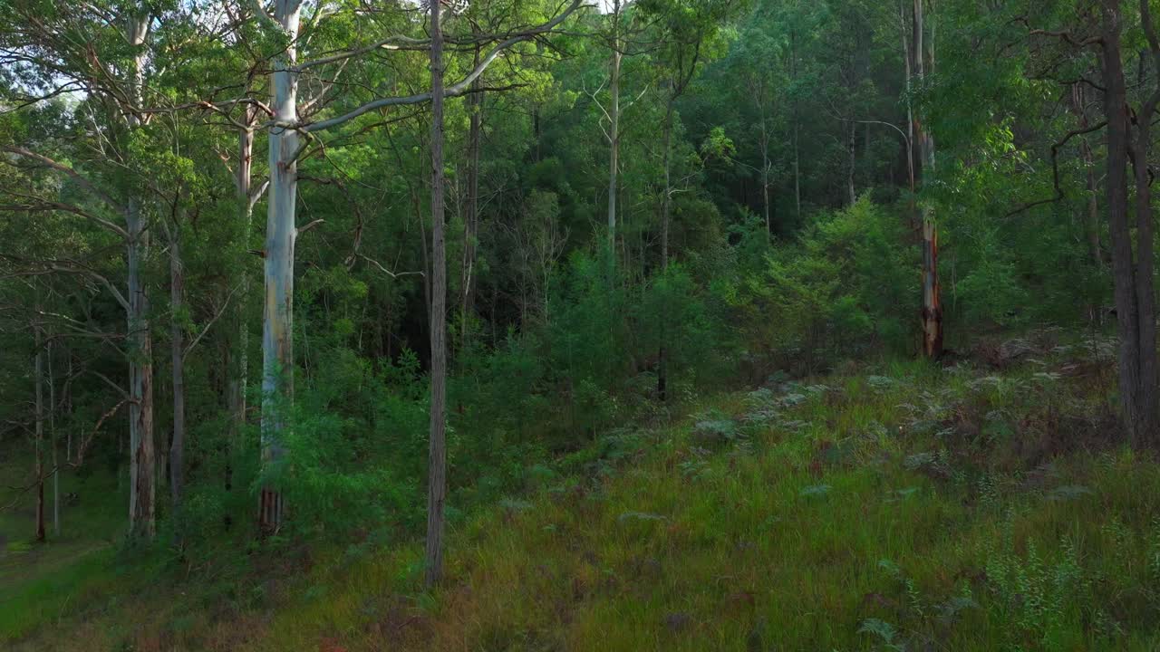 Foresta di eucalipti australiana