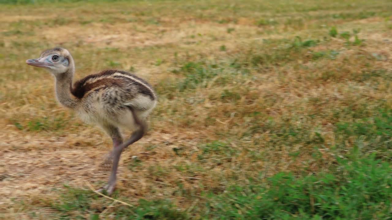Pulcino di nandu in mani umane.