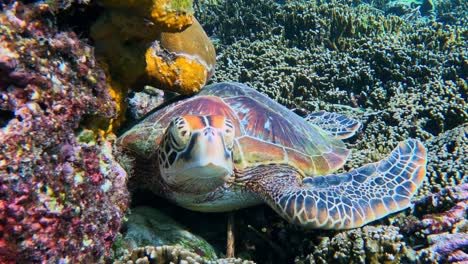 green sea turtle resting on beautiful coral reef - front view