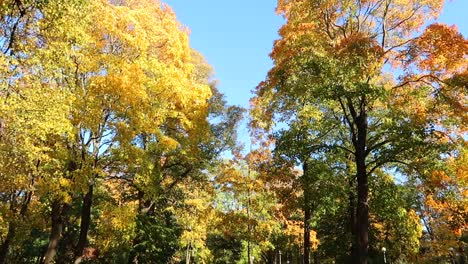 tall green and yellow trees in a park during fall season