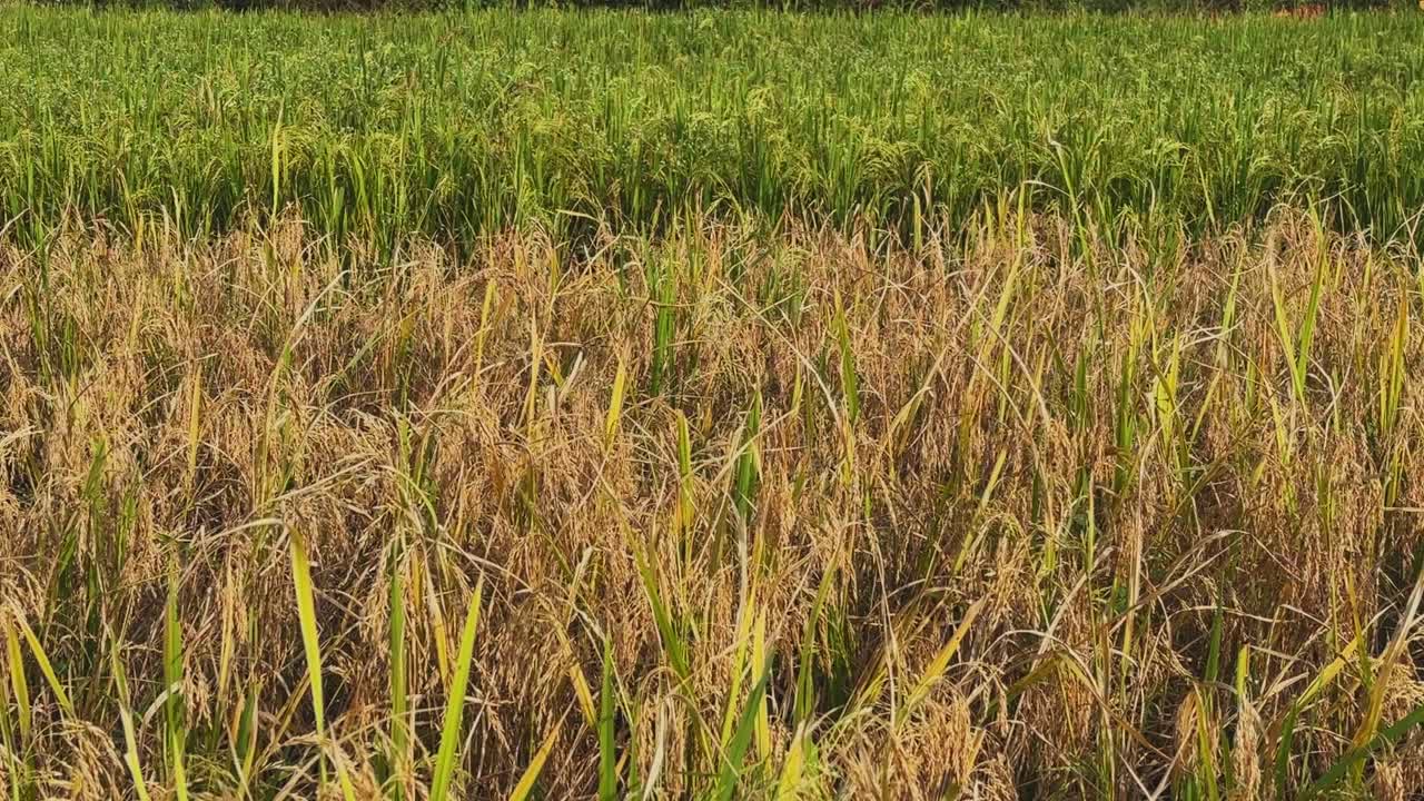 Golden mature rice sways gently in the breeze, contrasting with the lush green crop behind it, creating layered textures across the calm paddy field