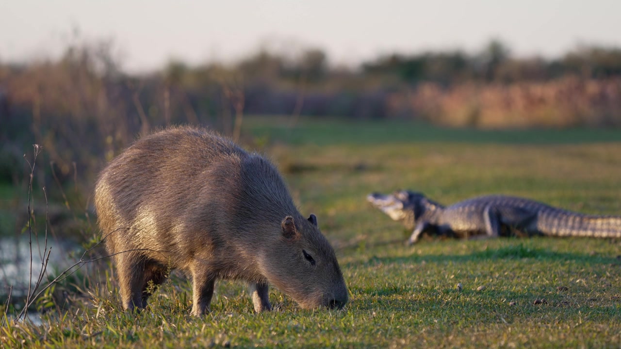 Un capibara si nutre di erba lungo la riva di un fiume mentre un caimano giace immobile sullo sfondo all'ora d'oro