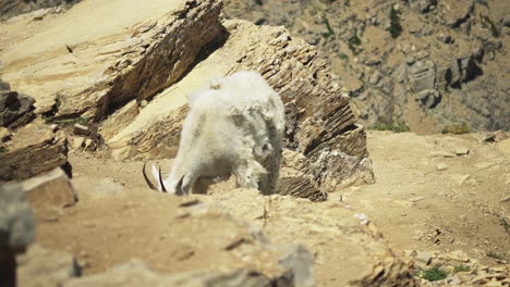 Grazing-mountain-goat-in-rocky-terrain,-Highline-Trail,-Glacier-NP