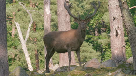 hirsch mit großen geweihn steht still und schaut ruhig in die kamera