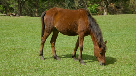 one brown horse grazing on a green lawn alone on sunny day - slow motion