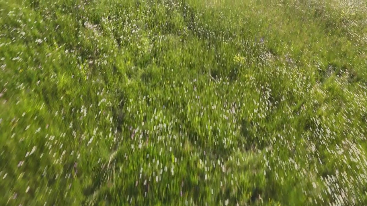 Una ripresa dal basso con drone scivola dolcemente su un prato verde vibrante pieno di fiori selvatici.