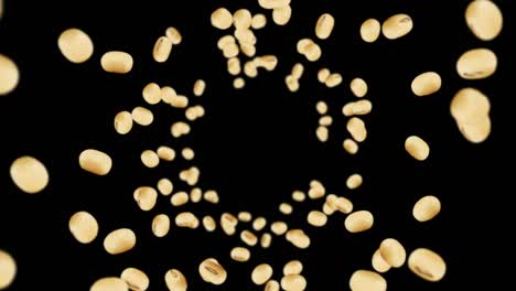 flying many soybeans on black background. light brown grains. soya bean and soja. healthy food. 3d loop animation of soy beans rotating.