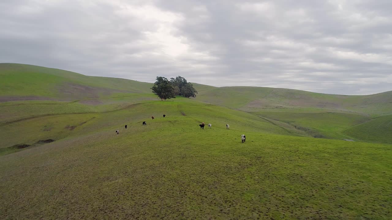 Low Orbit around Cattle Grazing atop a Hill with Moody Clouds