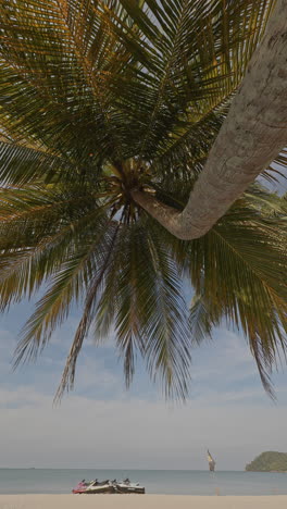 vertical video of beautiful palm trees on beach