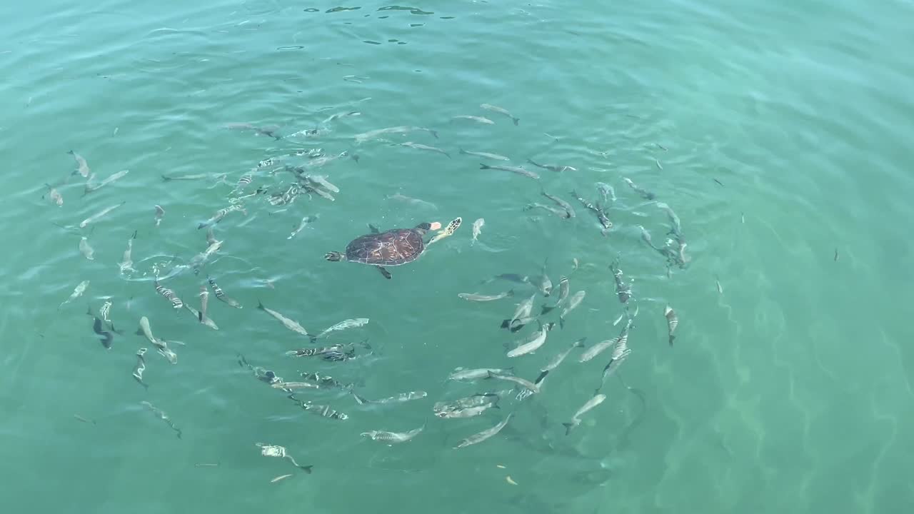 거북이가 바다 물에서 새우를 먹고 물고기들이 돌아다니며 지중해 관광 리조트의 놀라운 수중 해양 생명을 즐기고 있습니다.