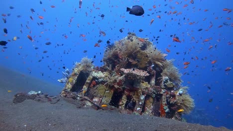 tropical fish swimming and darting in and out above coral growing on an artificial reef