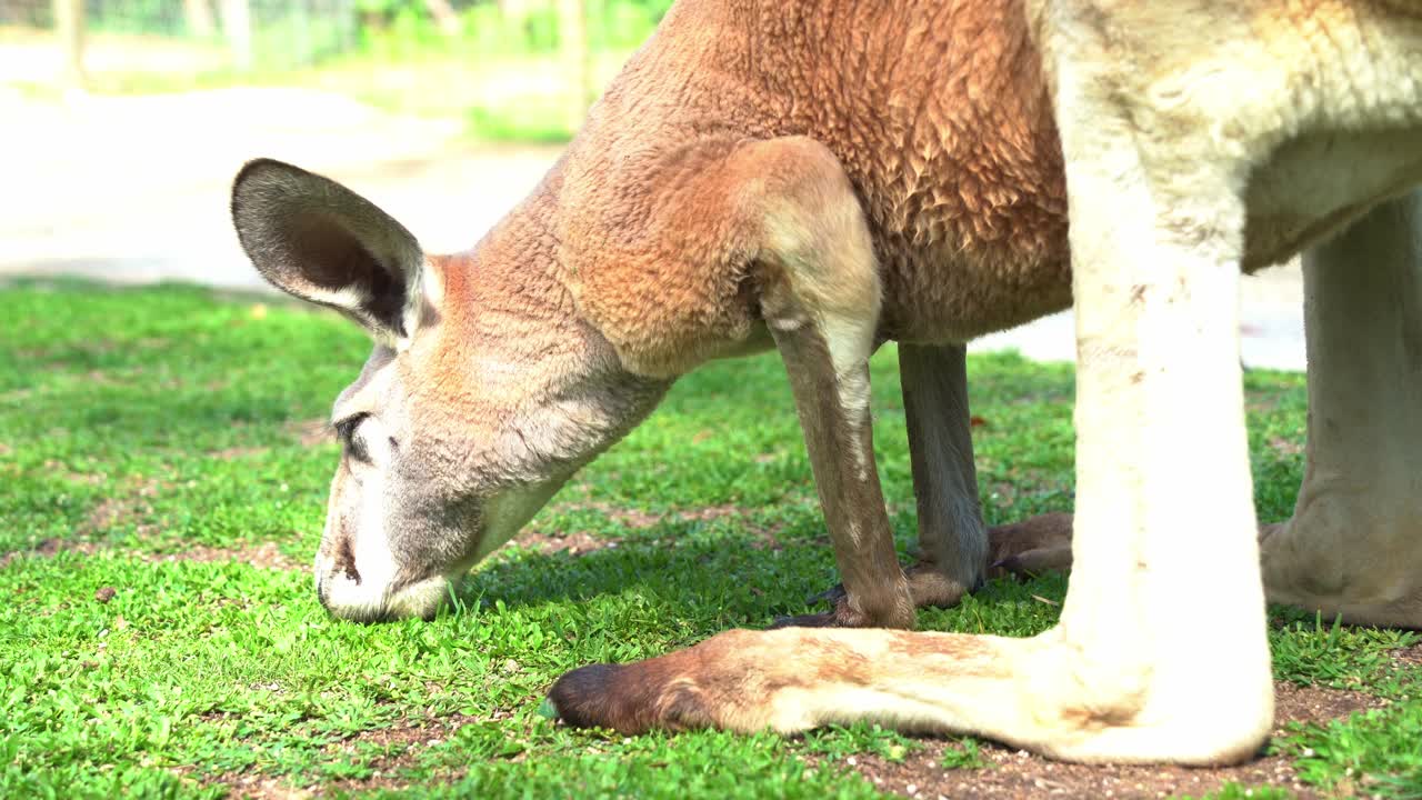 Close up shot of a red kangaroo, osphranter rufus, grazing on the grass on green pasture, Australian native wildlife species