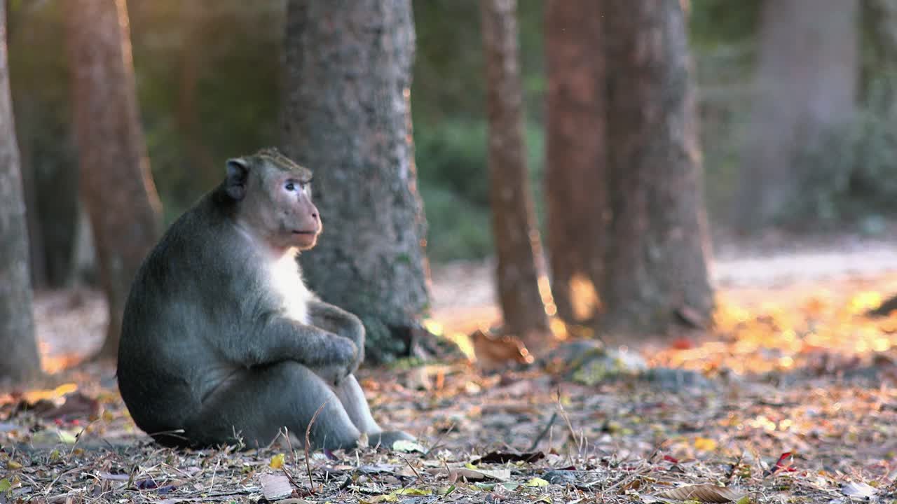 Close Shot of Monkey Sitting by Herself With her Knees up Looking Around and Having Some Alone Time