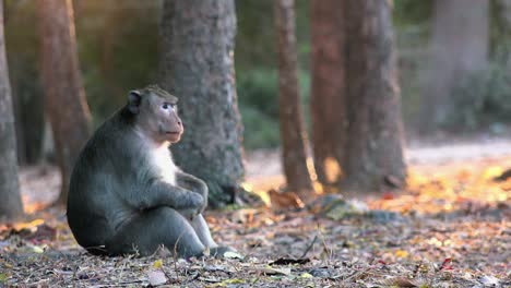 close shot of monkey sitting by herself with her knees up looking around and having some alone time