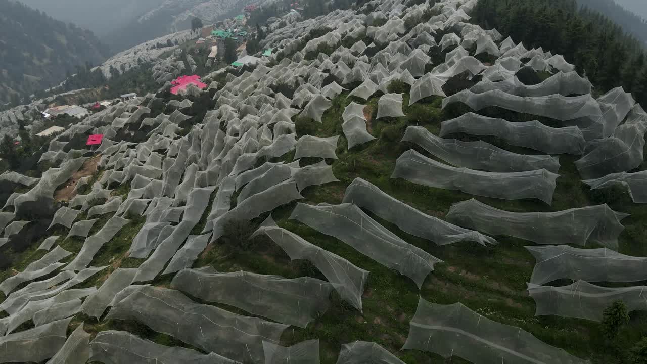 Aerial drone shot of apple farms situated in Himachal Pradesh. Apple farms covered in white cloth.