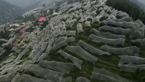 imagen aérea de drones de las granjas de manzanas situadas en himachal pradesh. las granjas de mazás cubiertas de tela blanca.