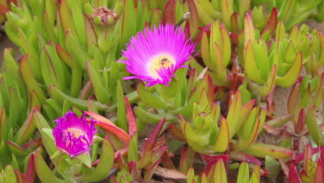 a honey bee collecting nectar form purple ice plant flower in spring, closeup