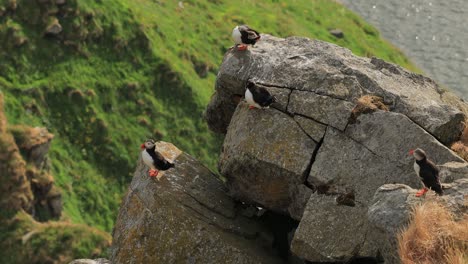 Papageitaucher-(Fratercula-Arctica),-Auf-Dem-Felsen-Auf-Der-Insel-Runde-(Norwegen).