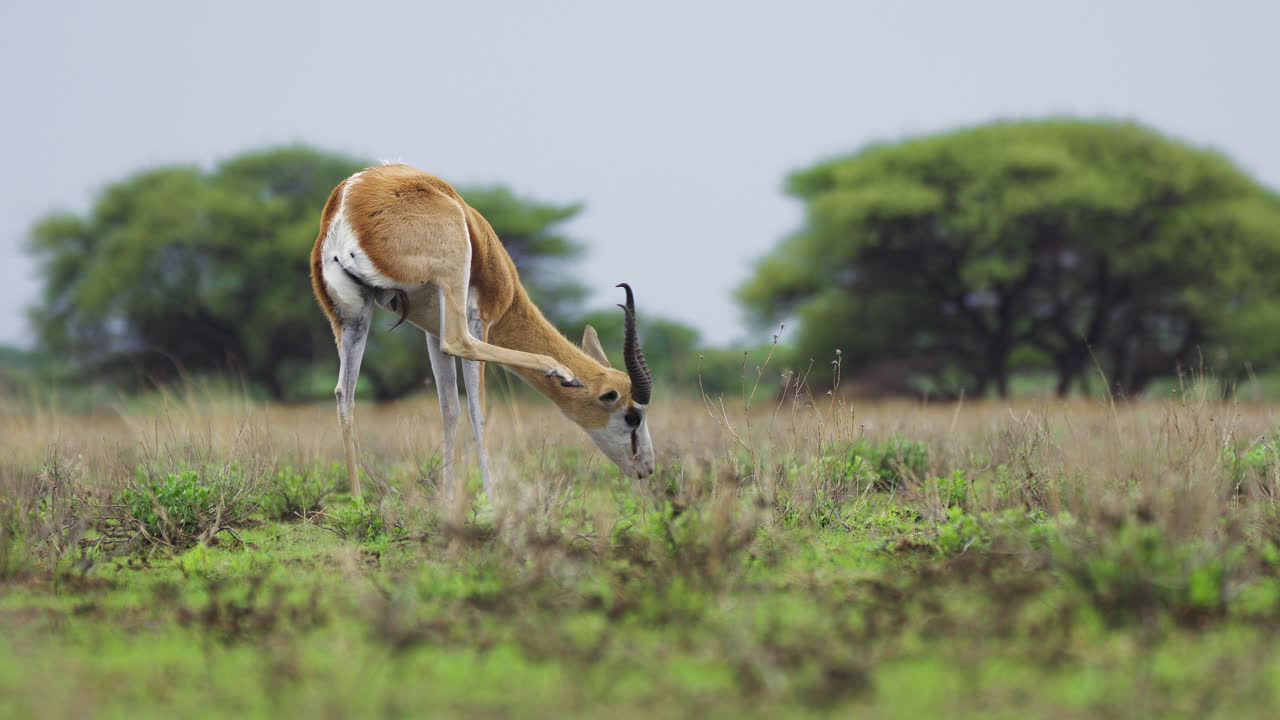 antílope springbok en la sabana verde rascándose la oreja en la reserva de caza del kalahari central en botswana