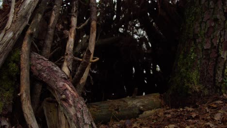 trunk of massive pine tree and dense forest in front, motion shot