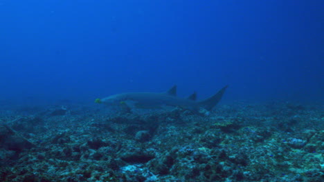 a beautiful nurse shark swims gently in front of the camera above the coral reef against the deep blue ocean background