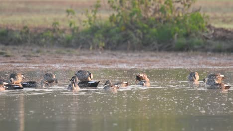 Herde-Indischer-Fleckenschnabelenten-Im-Teich-Bei-Sonnenaufgang