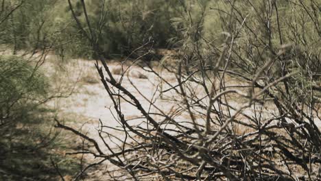 close up shot dry twigs with distant view of murder victim