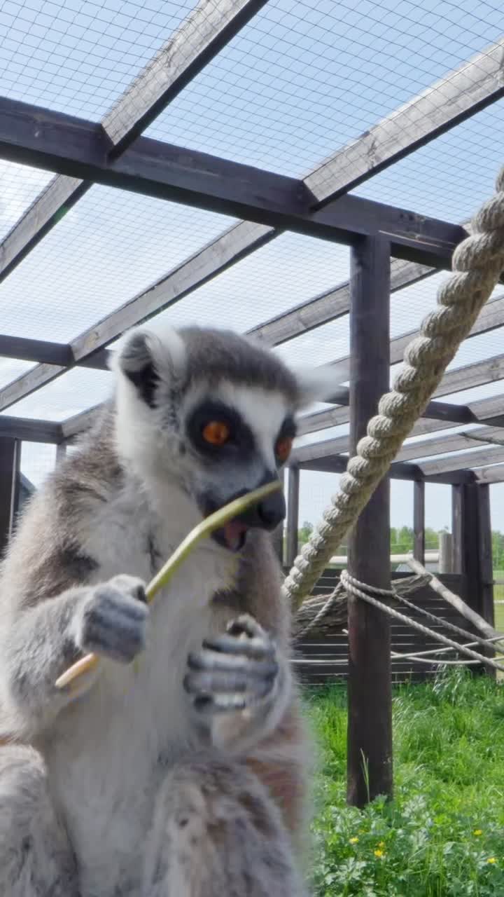 Close-up of a ring-tailed lemur at Sigulda Zoo, resting calmly