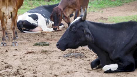 vacas comiendo tranquilamente en los campos en una tarde soleada en brasil, américa del sur-3