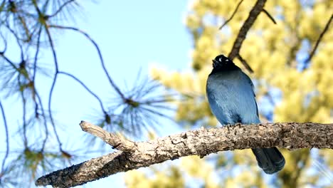 slow motion close up of a gorgeous steller's jay bird sitting on a branch curiously looking at the camera and shaking it's feathers located in gorgeous bryce canyon, utah