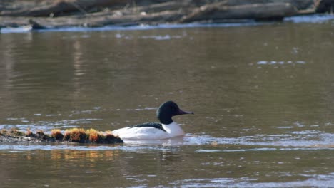 Common-merganser-male-swimming-in-river-and-diving