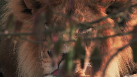 resting male lion peers through foreground bush in zoo